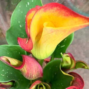 Calla Lily Potted Plants