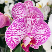 Load image into Gallery viewer, Premium Potted Phalaenopsis
