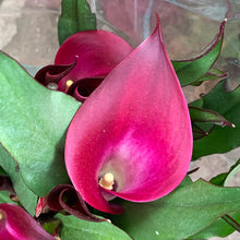 Load image into Gallery viewer, Calla Lily Potted Plants
