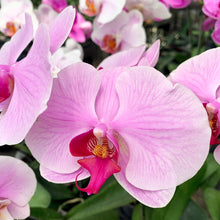 Load image into Gallery viewer, Single Stem Potted Phalaenopsis
