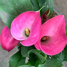 Load image into Gallery viewer, Calla Lily Potted Plants
