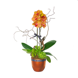Single Stem Potted Phalaenopsis