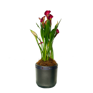 Calla Lily Potted Plants