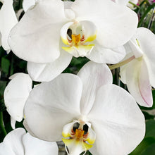 Load image into Gallery viewer, Single Stem Potted Phalaenopsis
