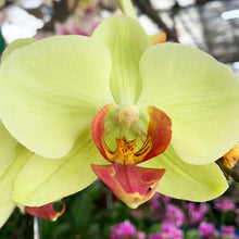 Load image into Gallery viewer, Double Stem Potted Phalaenopsis
